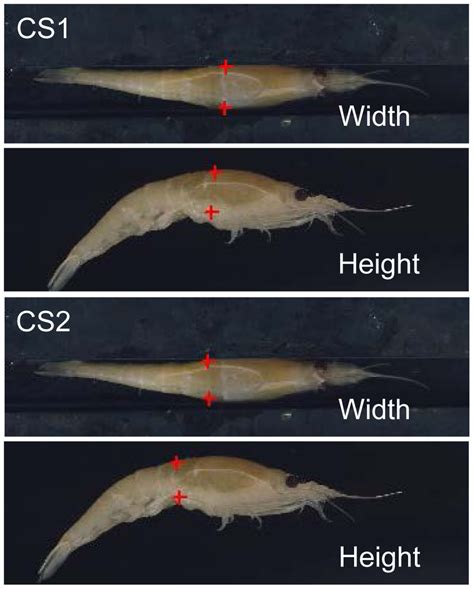 Scanned pictures of krill with markings to illustrate the width and ...