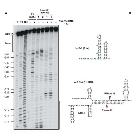 Figure S2. Structure mapping of 5'-end-labeled IstR-1, free or in ...