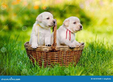 Labrador Retriever Puppies in a Basket Stock Photo - Image of white ...