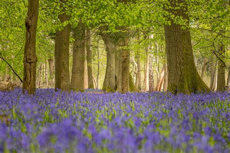 Bluebells Ashridge Estate England Limited Edition - Etsy Israel