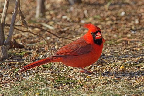 Cardinal Plumage - Northern Cardinal - Cardinalis cardinalis Photograph by Spencer Bush - Fine ...