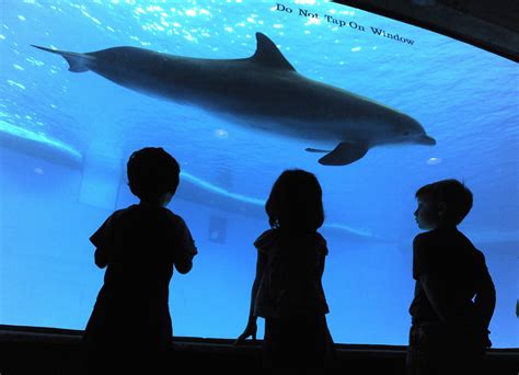 What they're saying about National Aquarium relocating dolphins ...