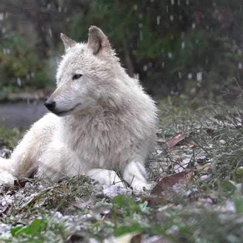 Wolf Conservation Center on Twitter: "Your moment of calm 🐺 https://t.co/J10PazFvsv" / Twitter