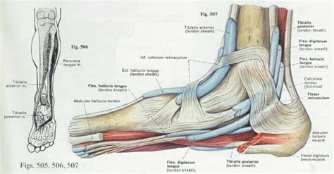 Foot (Anatomy): Bones, Ligaments, Muscles, Tendons, Arches and Skin