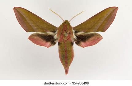 Deilephila Elpenor Sphingidae Moth Stock Photo 354908498 | Shutterstock