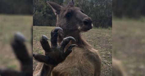 Scary Kangaroo Wins Halloween - The Dodo