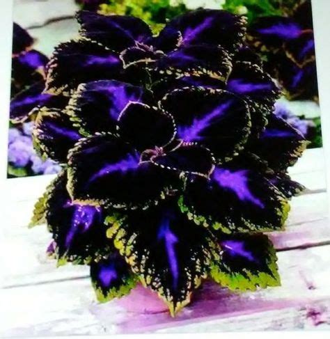 Purple passion coleus in 2020 | Garden inspiration, Black garden, Amazing gardens