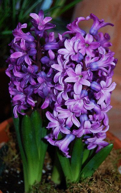 Darker Purple hyacinths - my wedding bouquet | Bulb flowers, Hyacinth flowers, Hyacinth bouquet