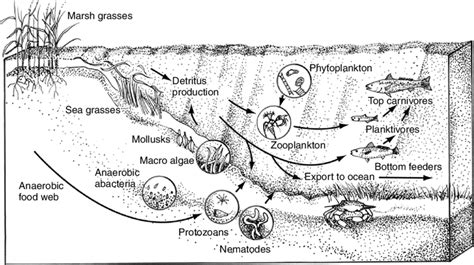 4 Food web diagram for a typical estuarine ecosystem showing some... | Download Scientific Diagram