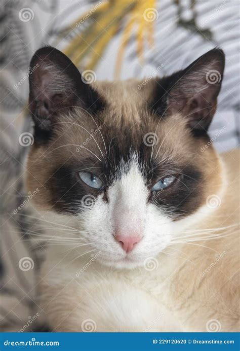 Cute blue eyes siamese cat stock photo. Image of animal - 229120620