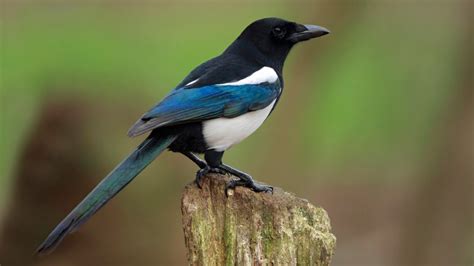 Jhotpotnews: List Of Bangladeshi Birds