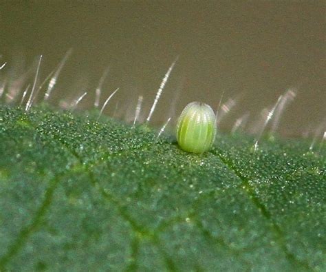 The life cycle of a butterfly. Egg, larva, pupa, adult - butterfliesofcrete.com