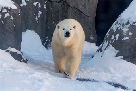 Polar Bear day at Assiniboine Zoo - Save Money in Winnipeg