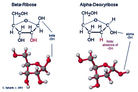 Ribose - Chemistry LibreTexts