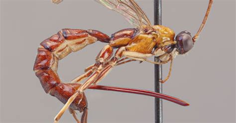 New wasp species with giant stinger found in Amazon, scientists say