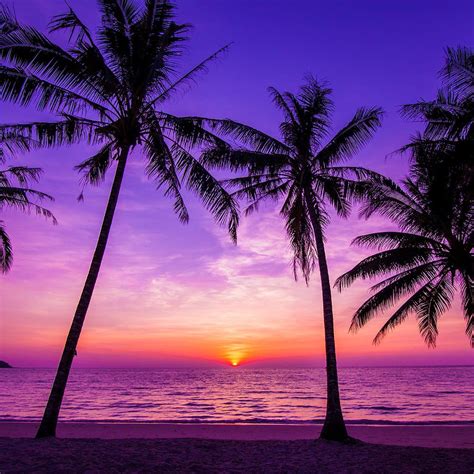 Tropical Sunset Wallpapers - 4k, HD Tropical Sunset Backgrounds on ...