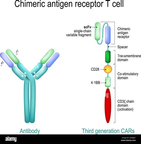 T Cell Receptor Illustrations Royalty Free Vector Gra - vrogue.co