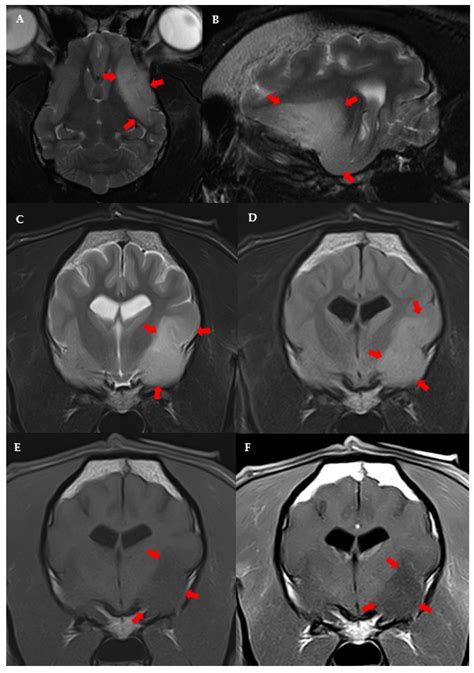 Veterinary Sciences | Free Full-Text | Clinical and Magnetic Resonance ...