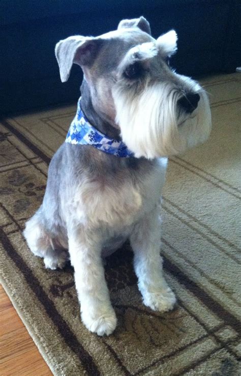 Sarge is ready for Christmas! | Schnauzer grooming, Dog grooming styles ...