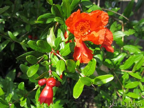 Orange Flowers for the Texas Landscape - Lisa's Landscape & Design