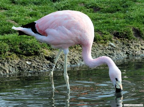 Identify Andean Flamingo - Wildfowl Photography.