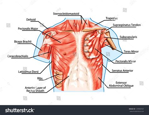 Pectoralis Major Muscle Muscles Chest Thorax Stock Vector (Royalty Free ...