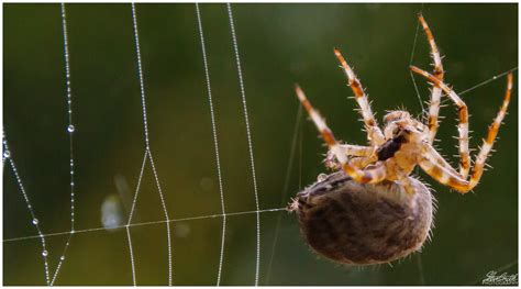 Steve Smith Photography - Spider spinning its web