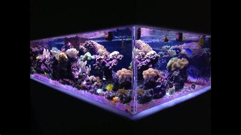 Video of my 500 gallon reef tank. 1/1/2016 - YouTube