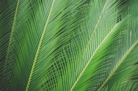 Green Palm Leaves | Free Background by picjumbo