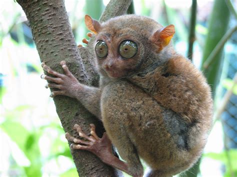 Tarsiers - The Big-Eyed, Ancient, Nocturnal Mammal - FactZoo.com