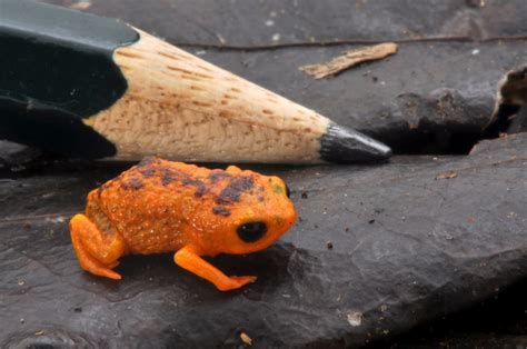 Why Are Tiny Pumpkin Toadlet Frogs Very Clumsy Jumpers? - Just Interesting