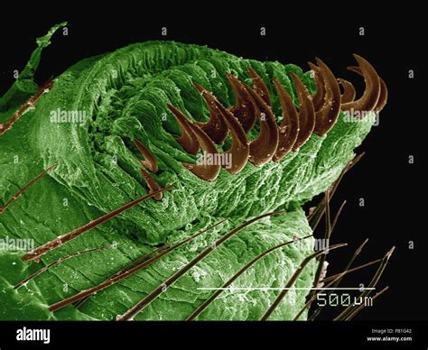 Species of sphingidae hi-res stock photography and images - Alamy