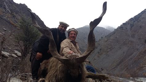 Markhor trophy hunting, conservation efforts go side by side | Arab News PK