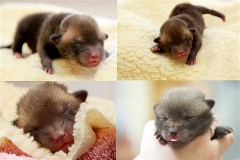 Newborn Red Fox Kits/Pups : r/aww