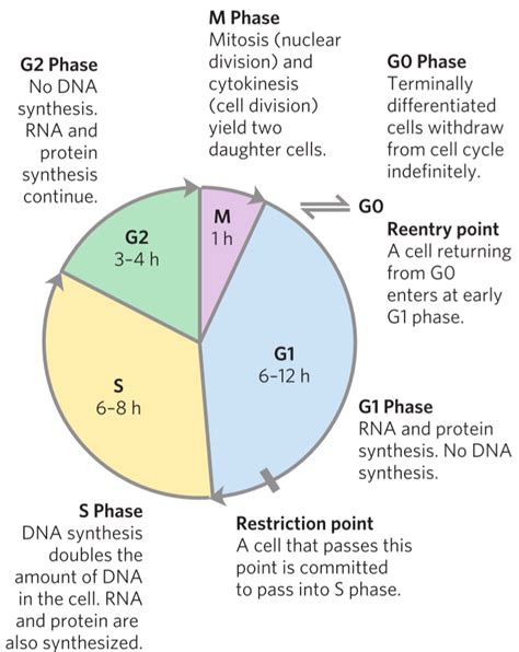 S And M Phase Of Cell Cycle - A typical eukaryotic cell divides once in ...