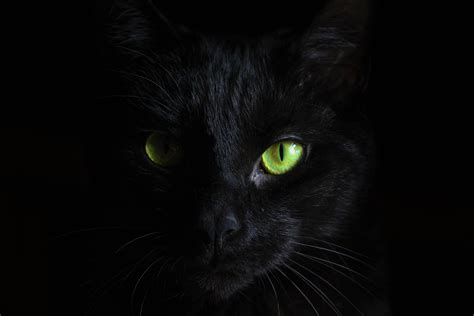 Mesmerizing Black Cat: 4K Ultra HD Wallpaper