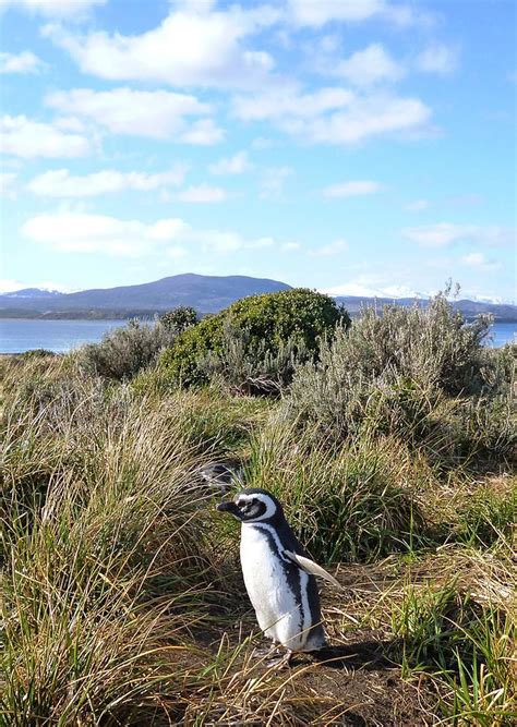 Penguin in Argentina Photograph by Georg Papp - Fine Art America