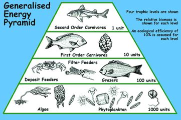 Energy Pyramid/Trophic Levels - Intertidal