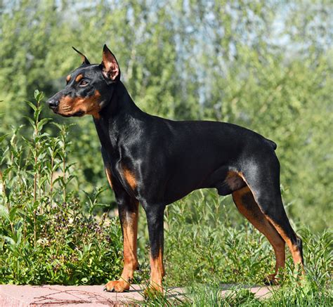 At What Age Is A Pinscher Full Grown