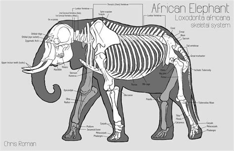 Pin on Art Ref - Animal Anatomy