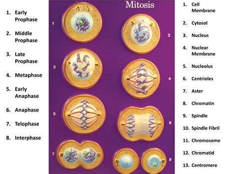 PPT - Early Prophase Middle Prophase Late Prophase Metaphase Early ...