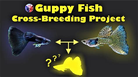 Guppy Fish Cross Breeding Project! - YouTube