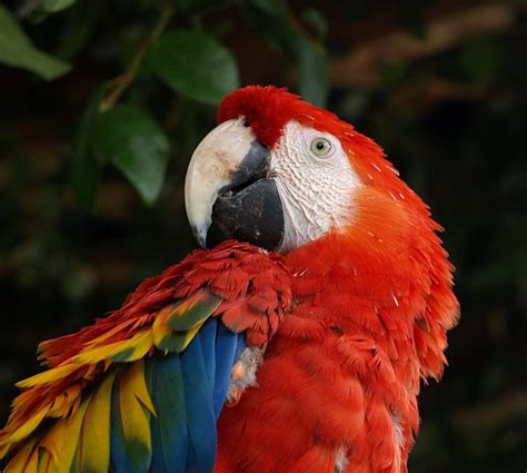 Scarlet Macaw - Alturas Wildlife Sanctuary