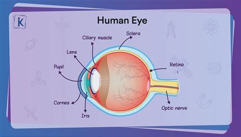 Human Eye Anatomy Structure And Function