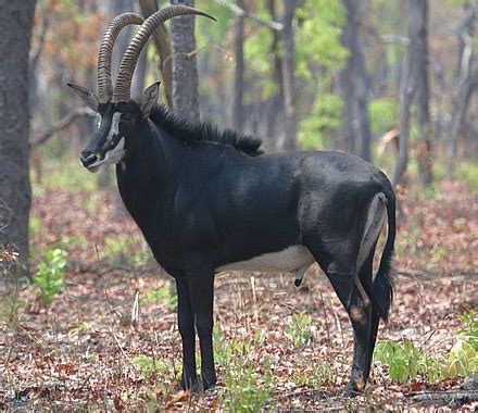 Bovid - Simple English Wikipedia, the free encyclopedia