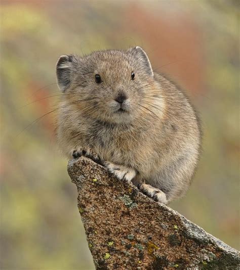 American pika, known in the 19th century as the "little chief hare ...