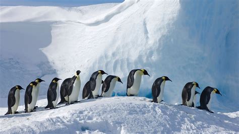 Download Snow Animal Penguin HD Wallpaper