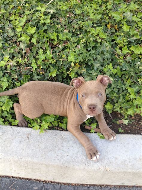 Pit/English bulldog mix puppy (: | Cute animals, Bully breeds, Pets