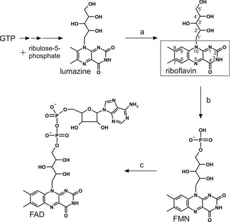 Flavin biosynthesis. GTP and ribulose 5-phosphate are the educts in... | Download Scientific Diagram