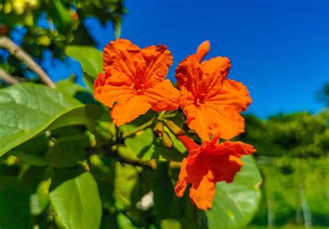 9 Native Plants In Hawaii - A-Z Animals